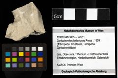 Foto (Objekt + Etiketten) von Goniodromites bidentatus (Reuss, 1859) 